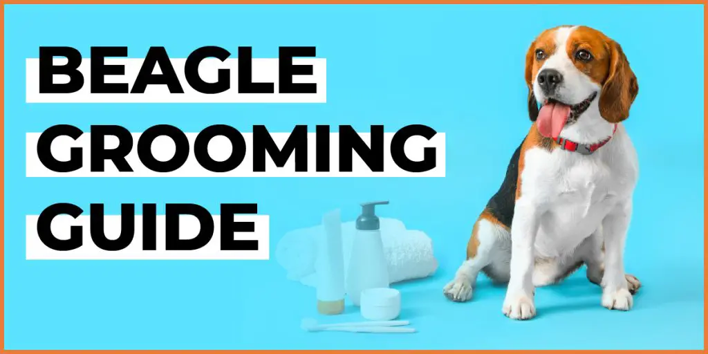 beagle grooming guide