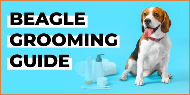 Essential Beagle Grooming Guide: Top Tips to Keep Your Dog Looking Good beagle grooming guide