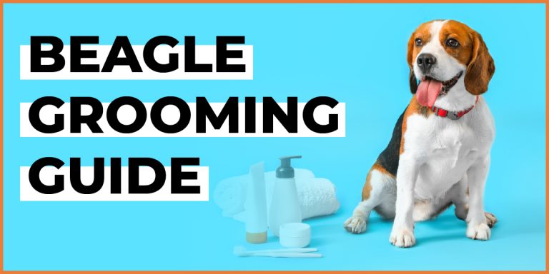 beagle grooming guide