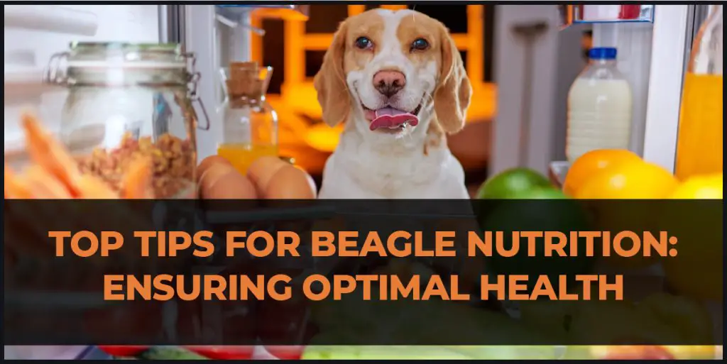 beagle nutrition guide