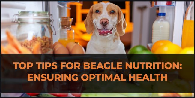 Top Tips for Beagle Nutrition: Ensuring Optimal Health beagle nutrition guide