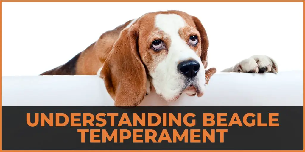 beagle temperament