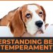 Understanding Beagle Temperament: Traits, Training, and Care Tips