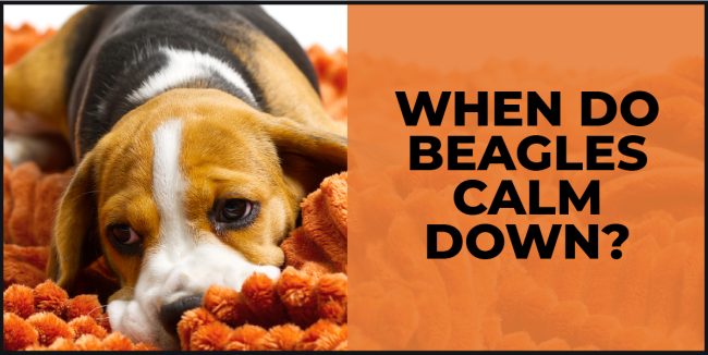 When Do Beagles Calm Down? Tips and Tricks for Managing Energy Levels when do beagles calm down