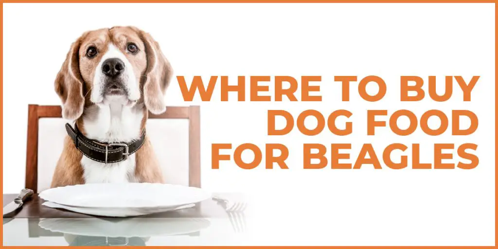 where to buy dog food for beagles