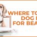 Where to Buy Dog Food for Beagles for Quality and Convenience