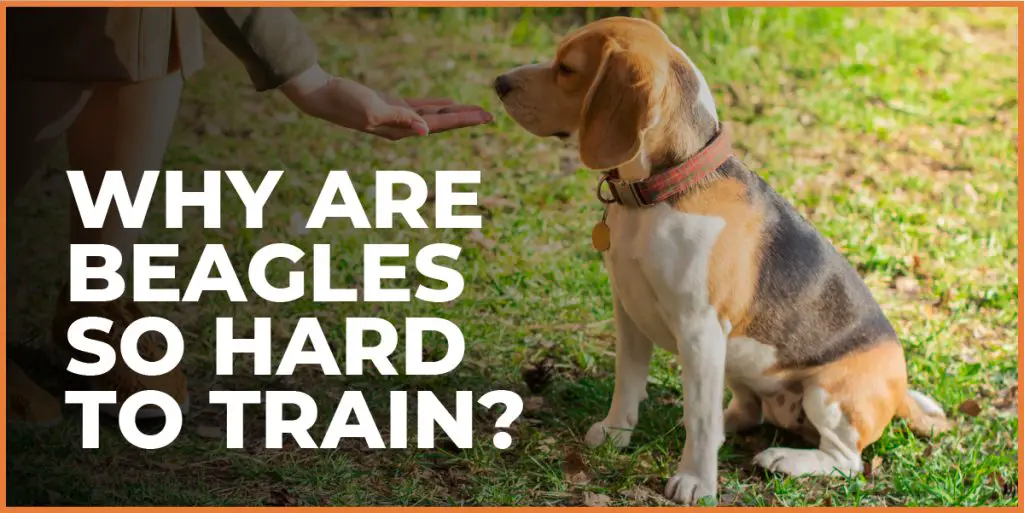 why are beagles hard to train