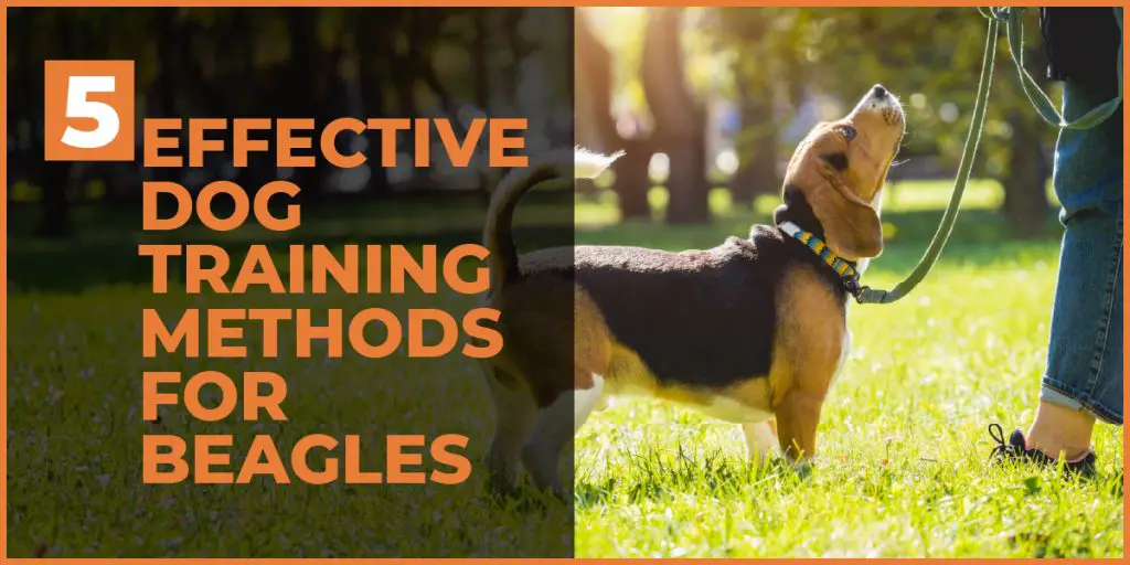 dog training methods for beagles