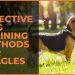 Top 5 Effective Dog Training Methods for Beagles