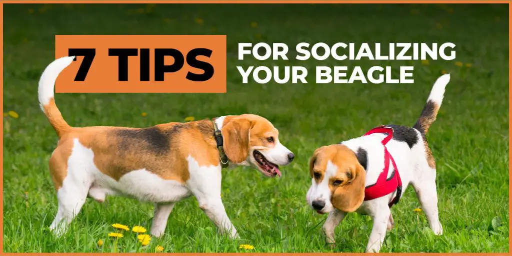 how to socialize your beagle