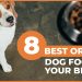 8 Best Organic Dog Food For Beagles