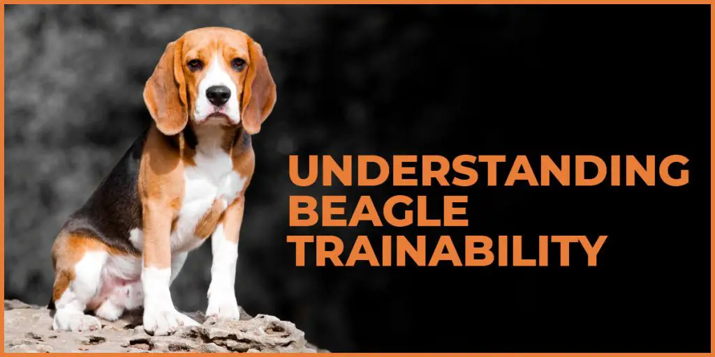 beagle trainability