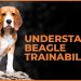 Understanding Beagle Trainability: Tips for Effective Training