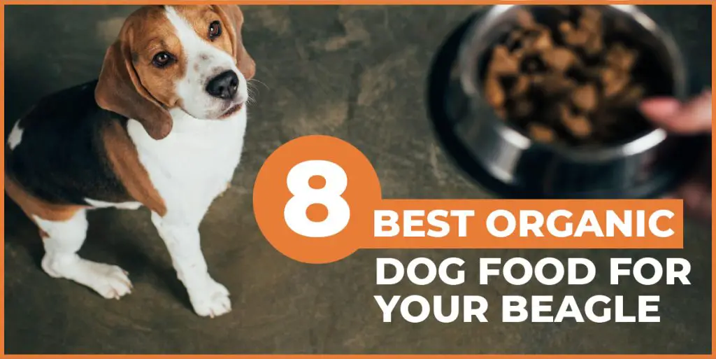 8 Best Organic Dog Food For Beagles OMG Beagle