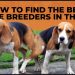 How to Find the Best Beagle Breeders in the USA