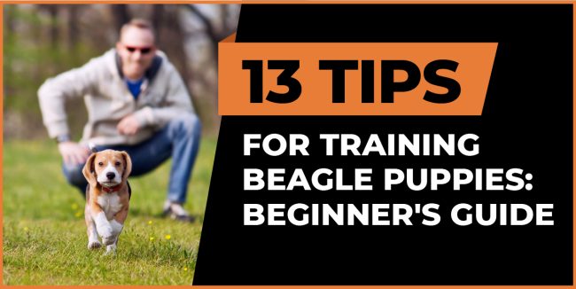 13 Tips for Training Beagle Puppies: Beginner’s Guide training beagle puppies