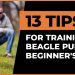 13 Tips for Training Beagle Puppies: Beginner’s Guide