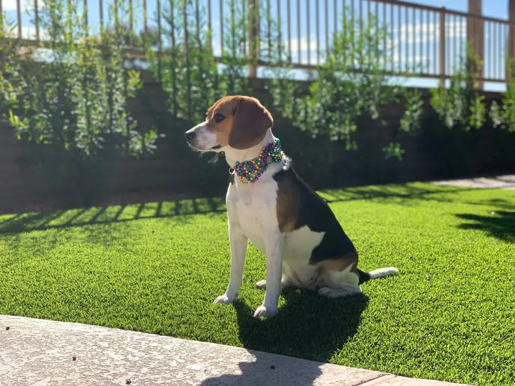 Beagle adorned with beads, representing a healthy lifestyle outdoors