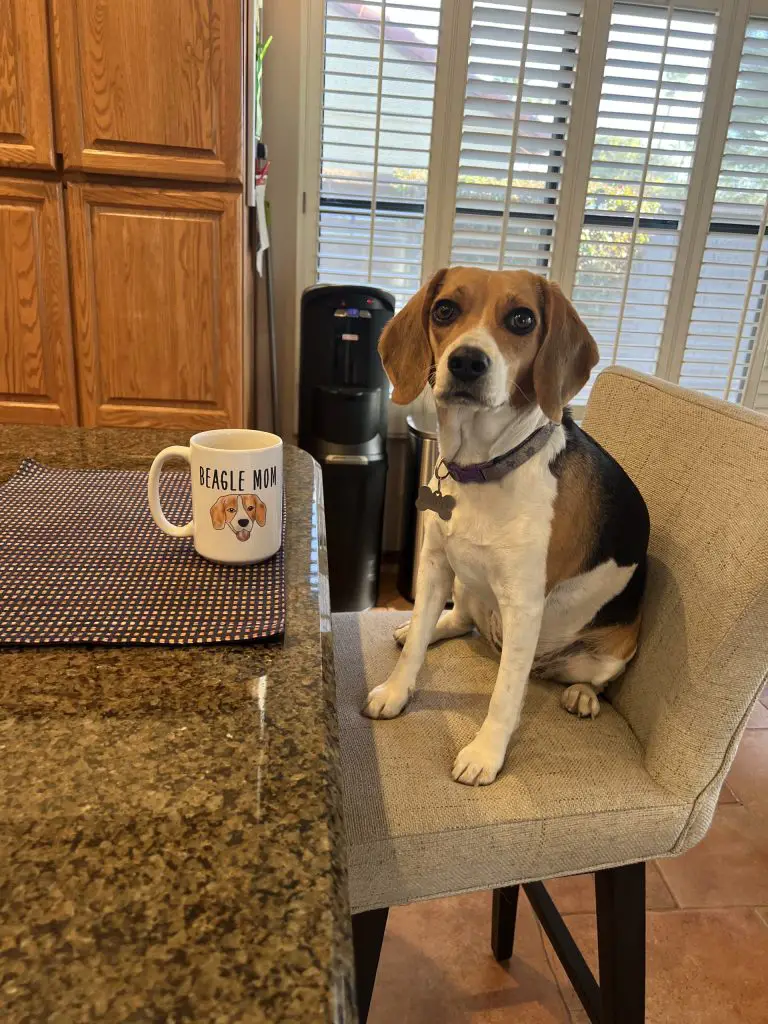 beagle puppy at kitchen table, illustrating proper feeding setup