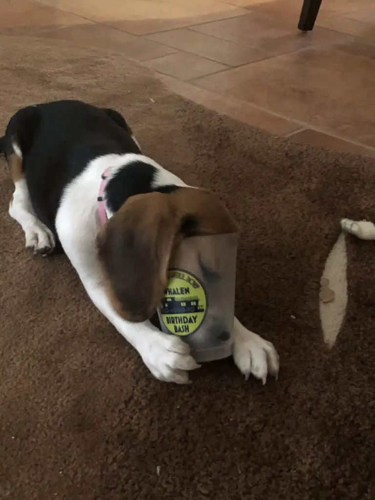 beagle playing with a treat toy, promoting healthy eating habits