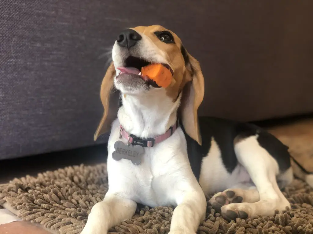 beagle puppy chewing a healthy orange treat