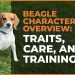 Beagle Characteristics Overview: Traits, Care, and Training Tips