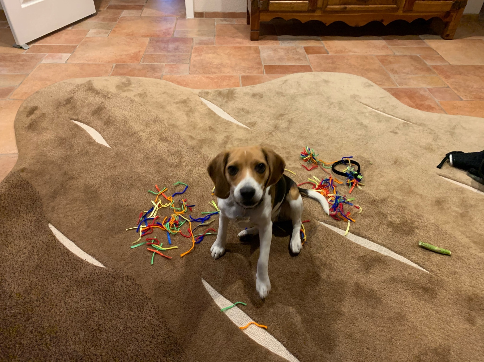 beagle puppy with chewing toys