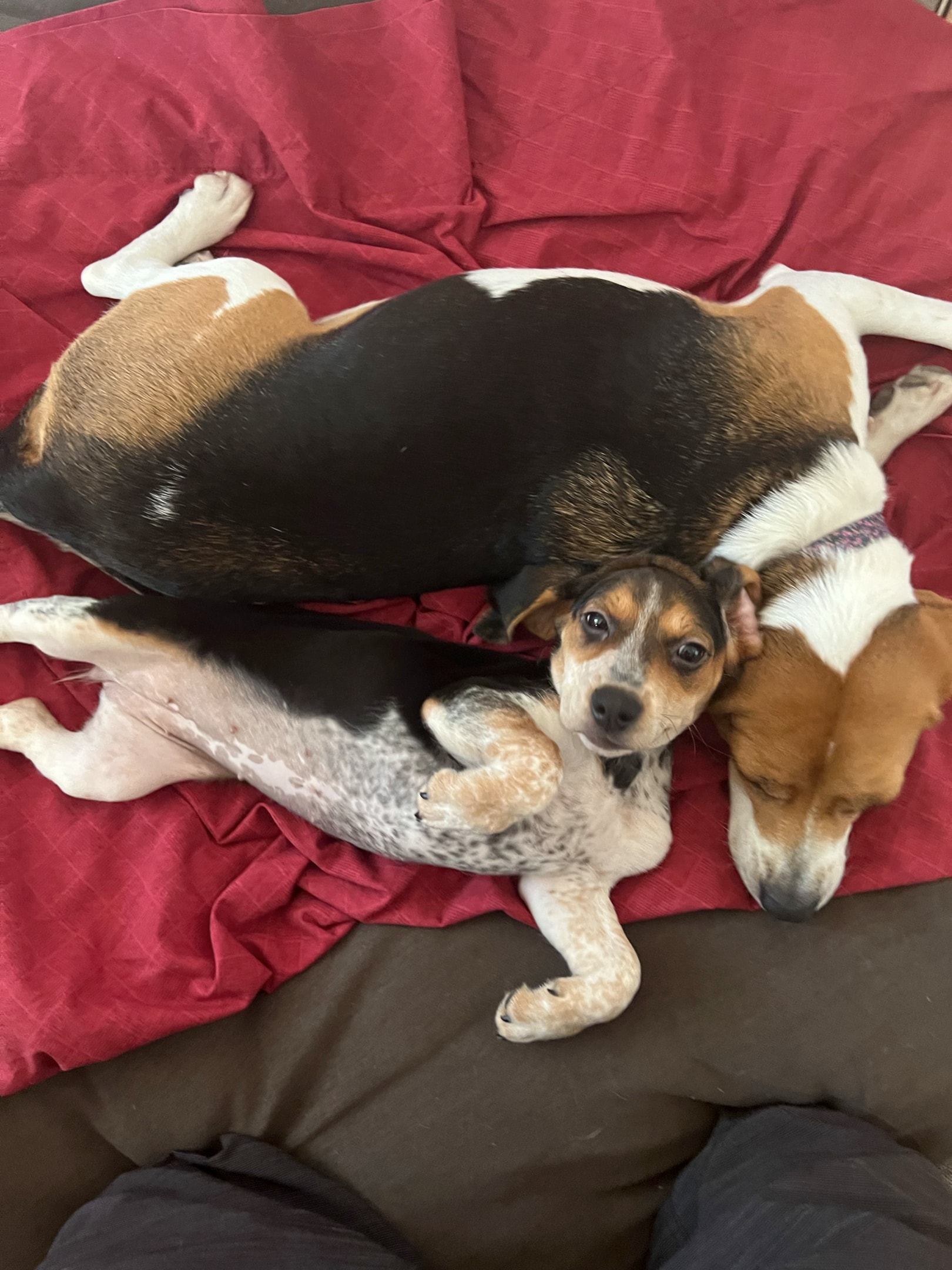 young and adult beagle cuddling