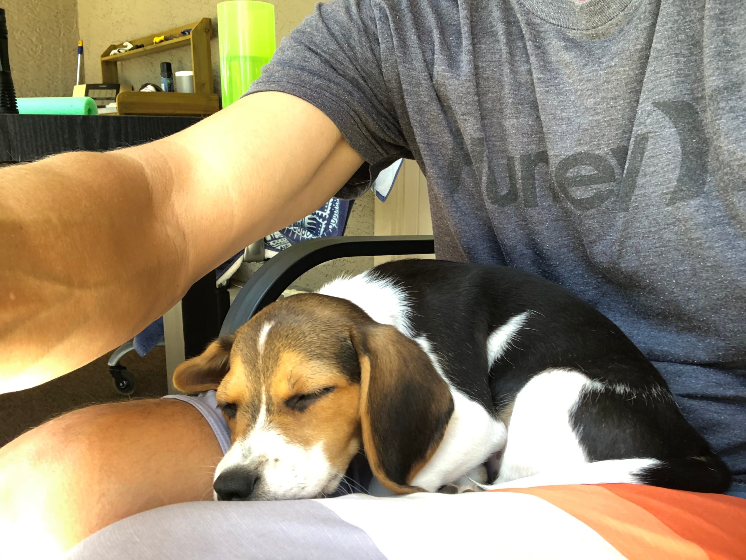 beagle puppy sleeping, avoiding harmful chewing