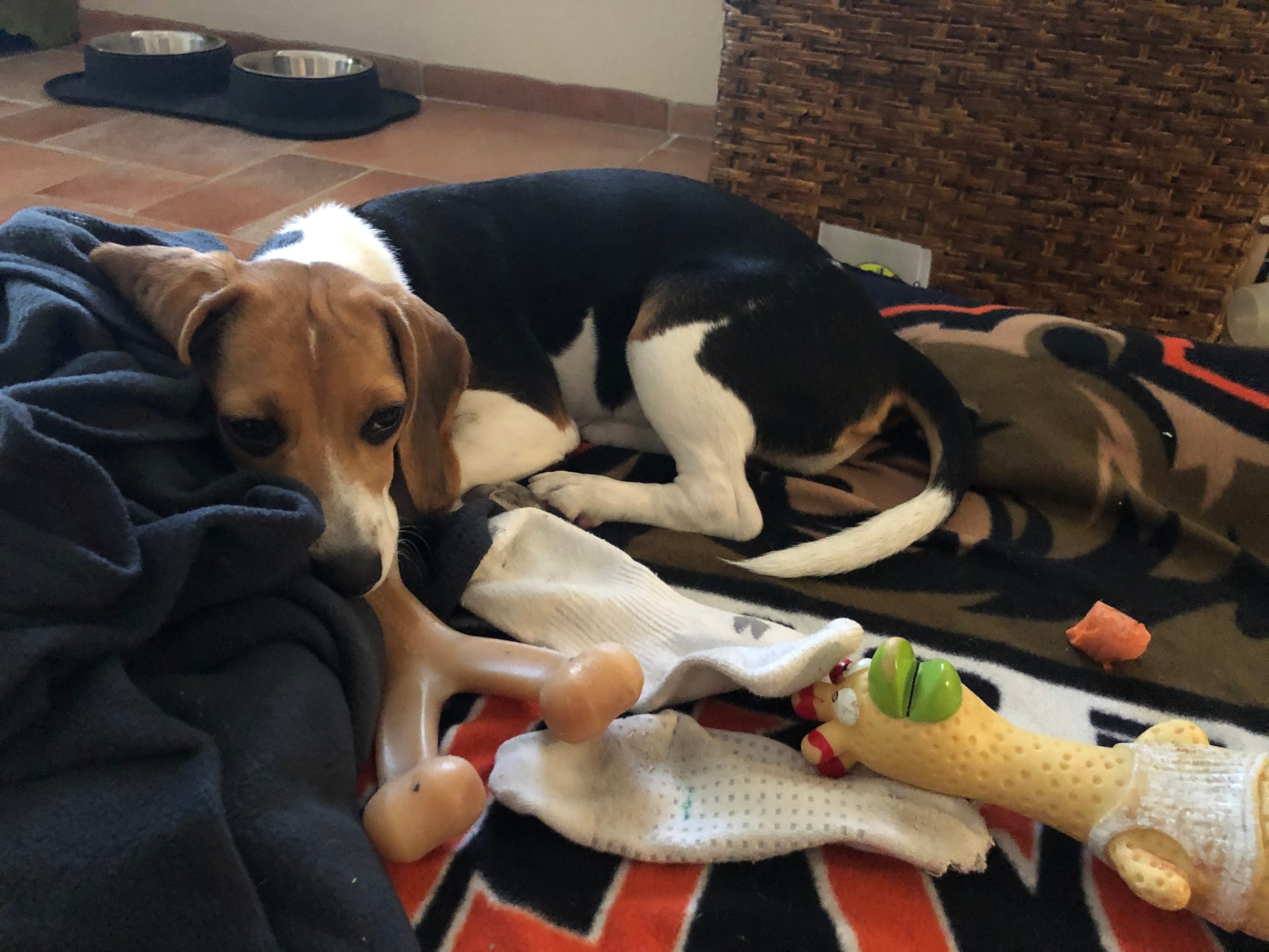 beagle with durable chew toys on blanket