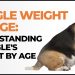 Beagle Weight Vs Age: Understanding A Beagle’s Weight By Age