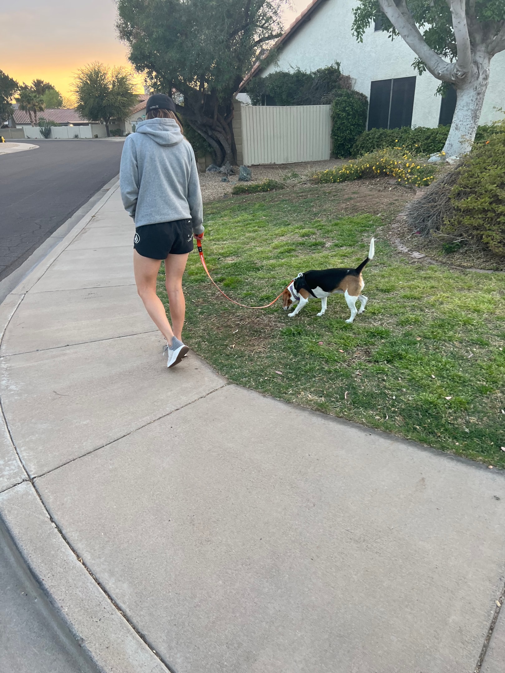 beagle on a walk for exercise