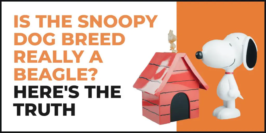 what kind of dog is snoopy