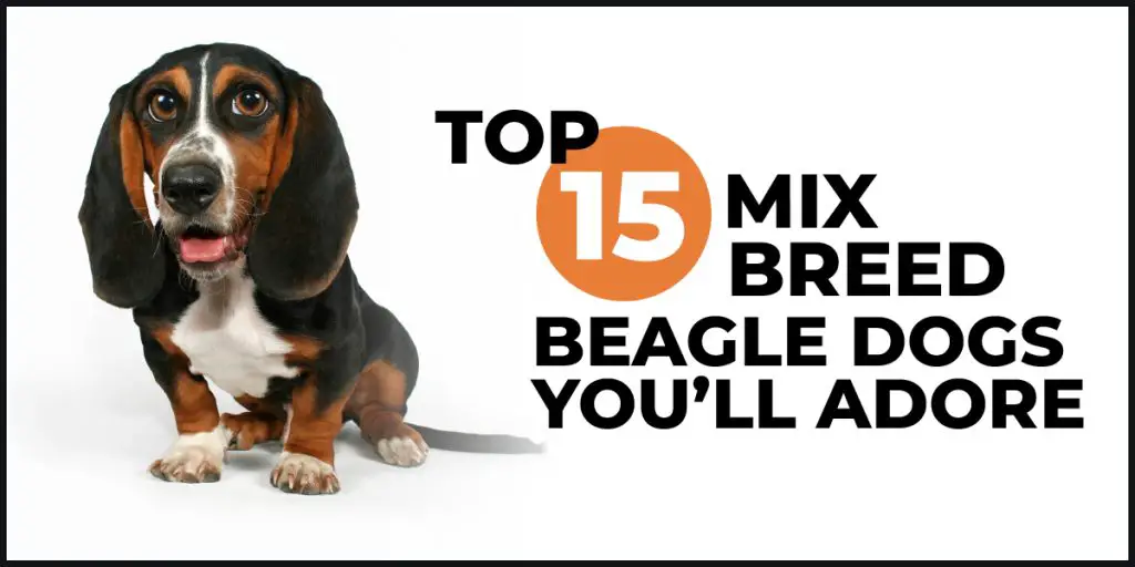 mix breed beagle