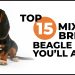 Top 15 Mix Breed Beagle Dogs You’ll Adore