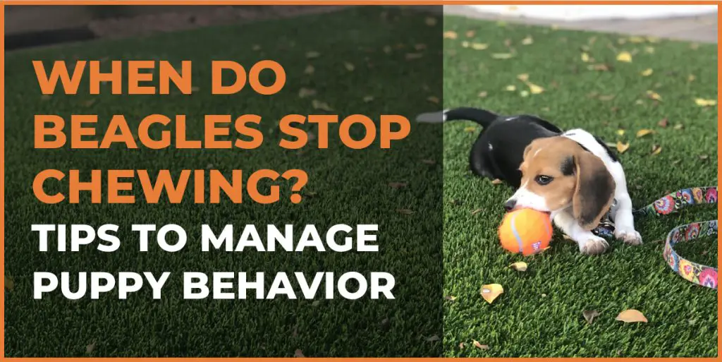 when do beagles stop chewing