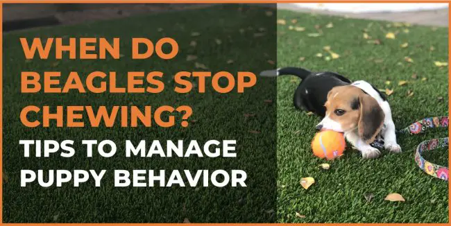 When Do Beagles Stop Chewing? Tips to Manage Puppy Behavior when do beagles stop chewing