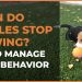 When Do Beagles Stop Chewing? Tips to Manage Puppy Behavior