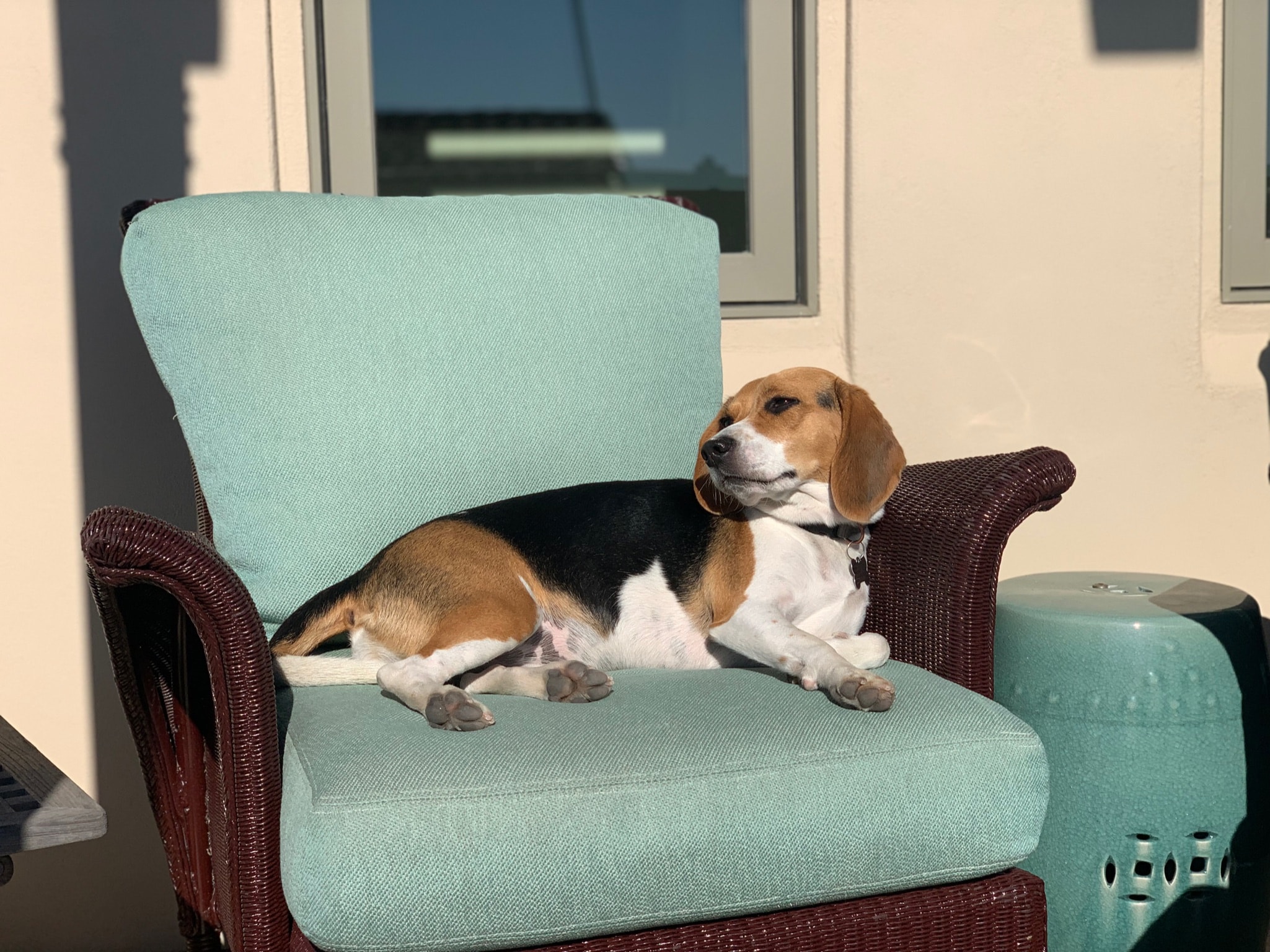 beagle relaxes on chair in sunlit home