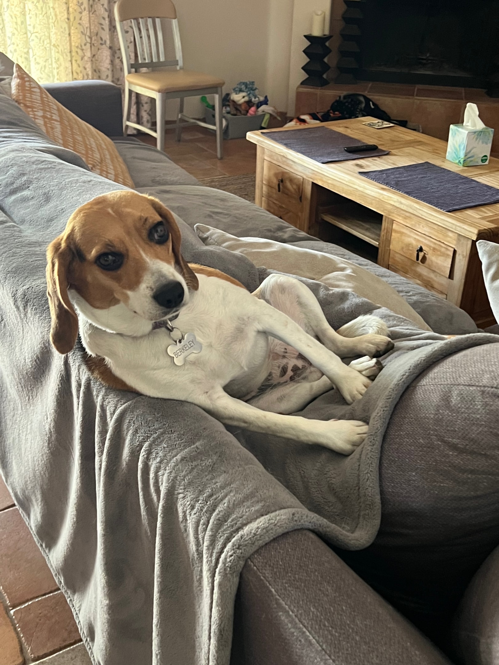 adopted beagle comfortably settled at new home