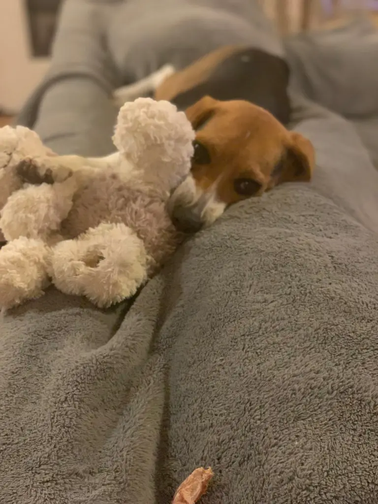 beagle displaying affectionate and gentle temperament with a plush toy