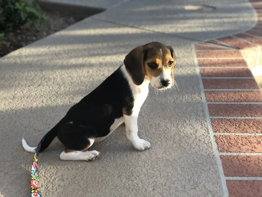 Beagle puppy on a path