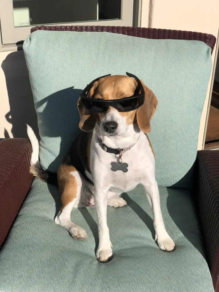 beagle showcasing distinct physical traits while wearing sunglasses