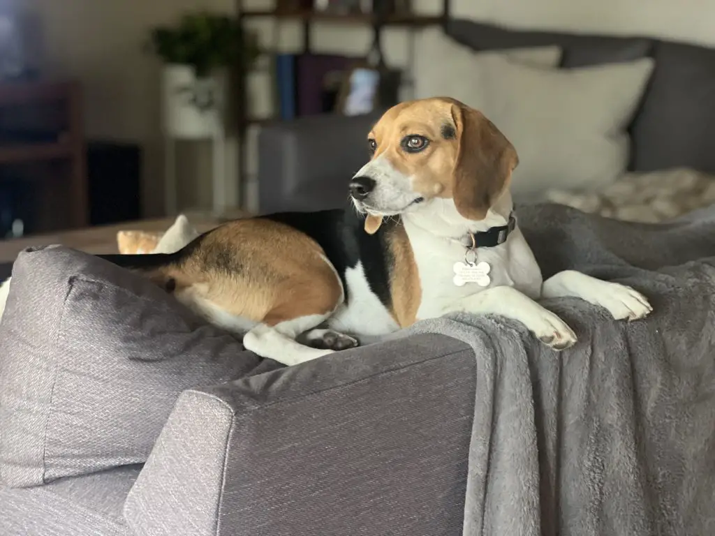 beagle on a couch, representing typical comfort for joint care