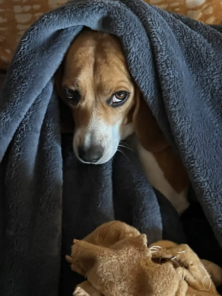 beagle under a blanket, highlighting the need for regular grooming