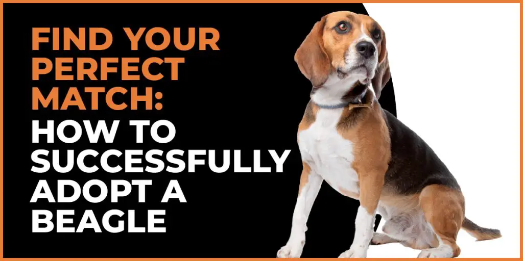 adopt a beagle