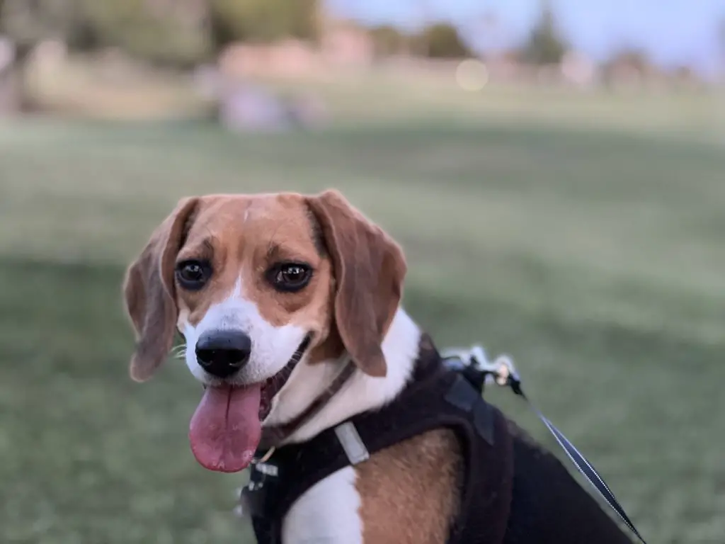 beagle on leash outdoors, illustrating exercise importance