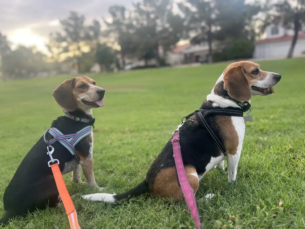 two beagles on leashes socializing in a park