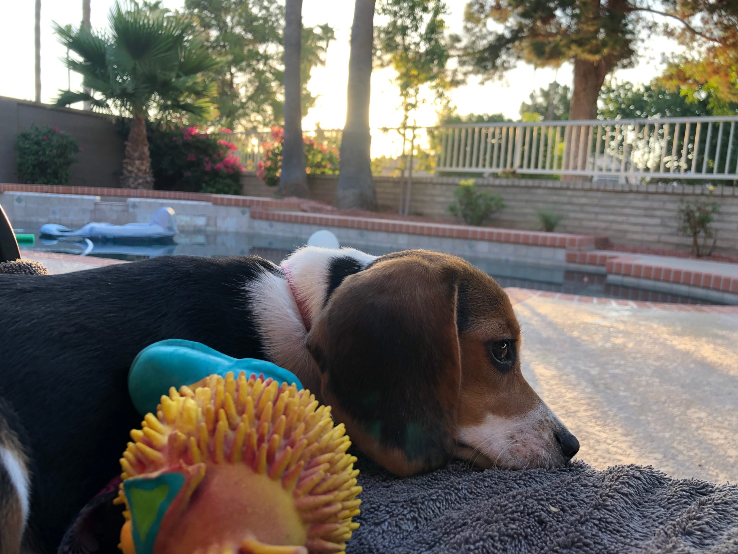 Beagle resting near pool safely