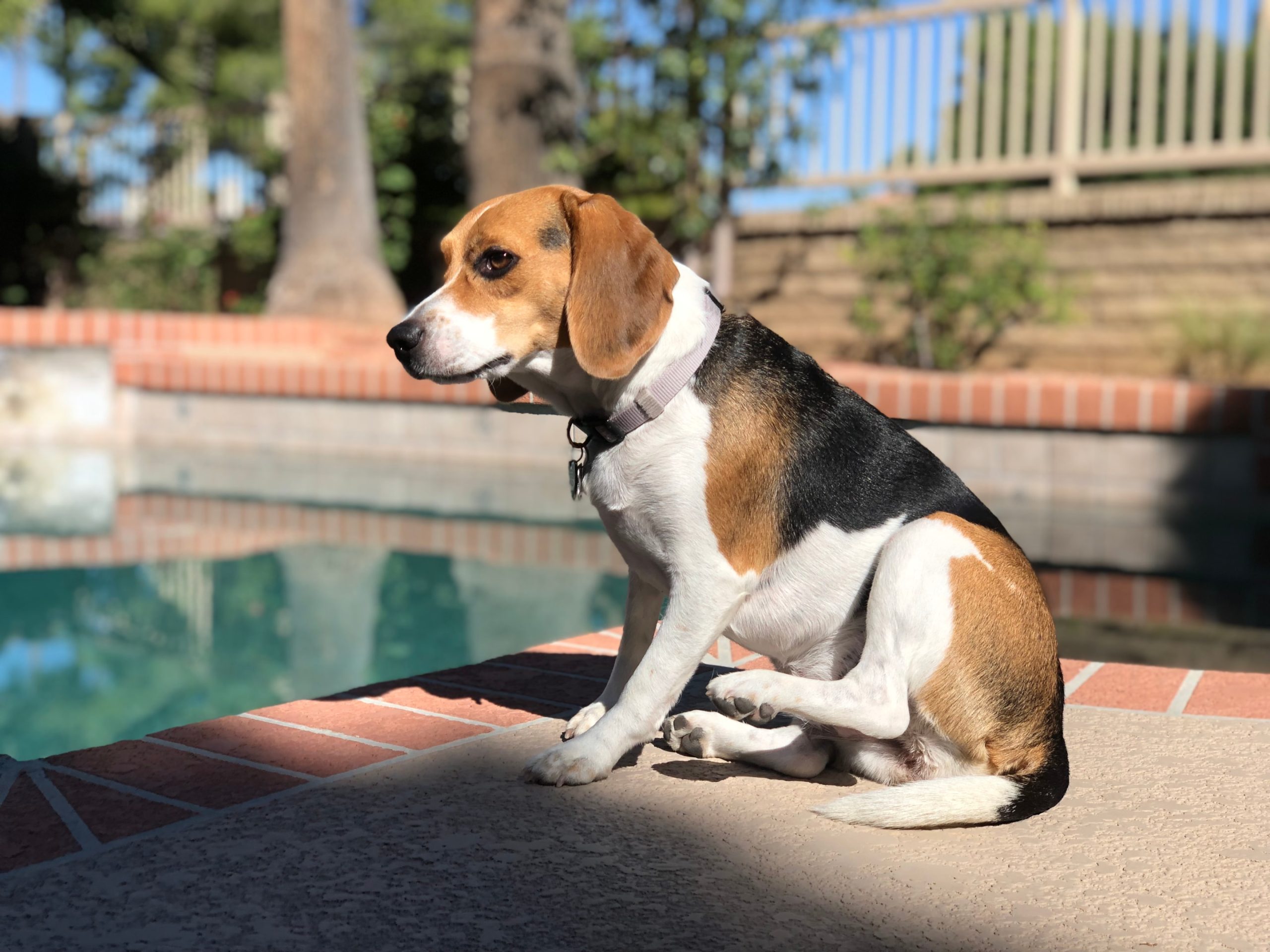 beagle thinking about swimming by the pool